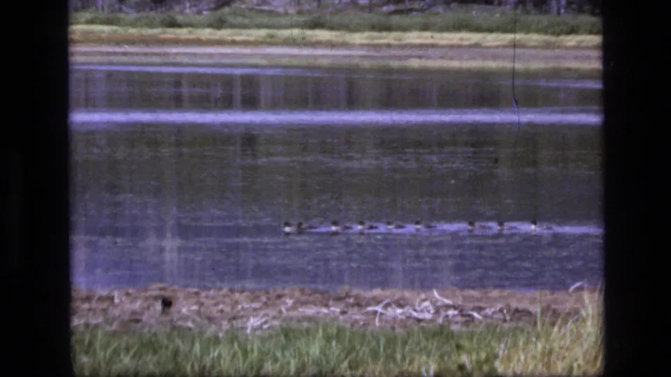 1973 Scapegoat Wilderness lake view with geese gliding across the water and a grassy Montana shoreline beyond.