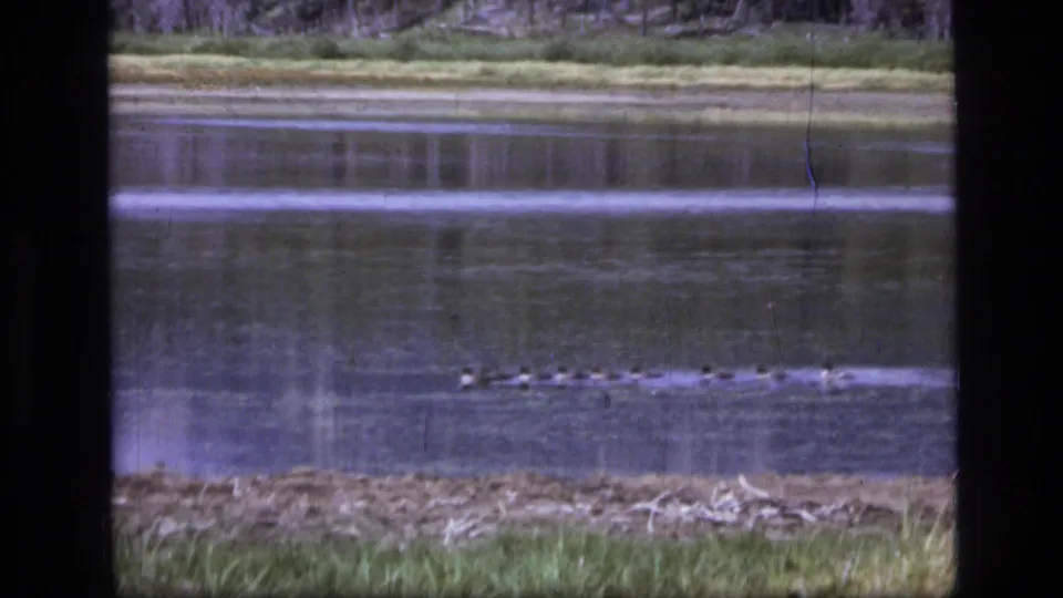8mm 1973 Montana lake footage showing geese crossing mid-frame, with foreground grass and distant trees visible.