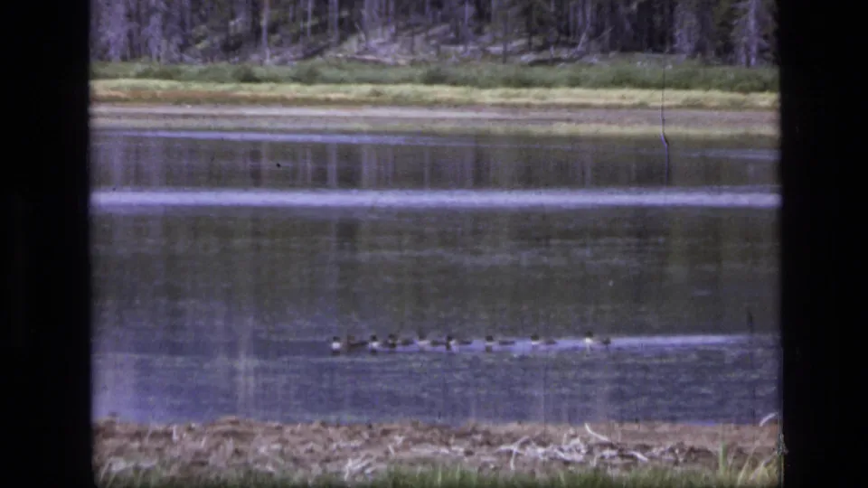 Scapegoat Wilderness home-movie frame from 1973 showing geese on a calm lake with muted banks and trees beyond.