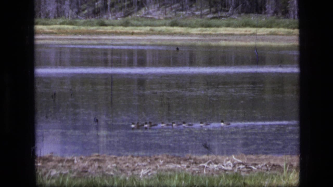 In 1973 Montana wilderness footage, a small flock of ducks crosses a reflective river beneath a distant grassy bank and tree line.