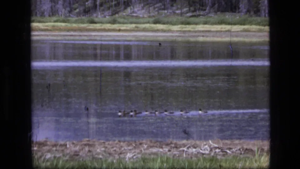 In 1973 Montana wilderness footage, a small flock of ducks crosses a reflective river beneath a distant grassy bank and tree line.
