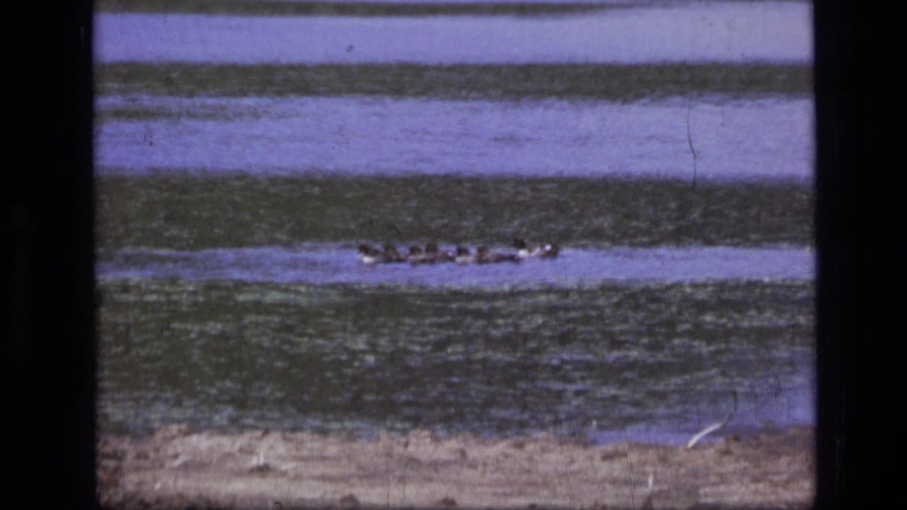 Small flock of ducks swims through banded green and purple water.