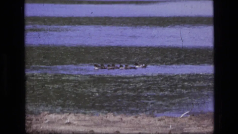A small flock of ducks appears mid-frame in 1973 Scapegoat Wilderness footage, crossing water marked by film color shifts and ripples.