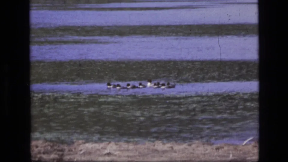 The flock remains grouped in a row on the river, with soft 8mm texture, muted colors, and a low grassy bank visible below.
