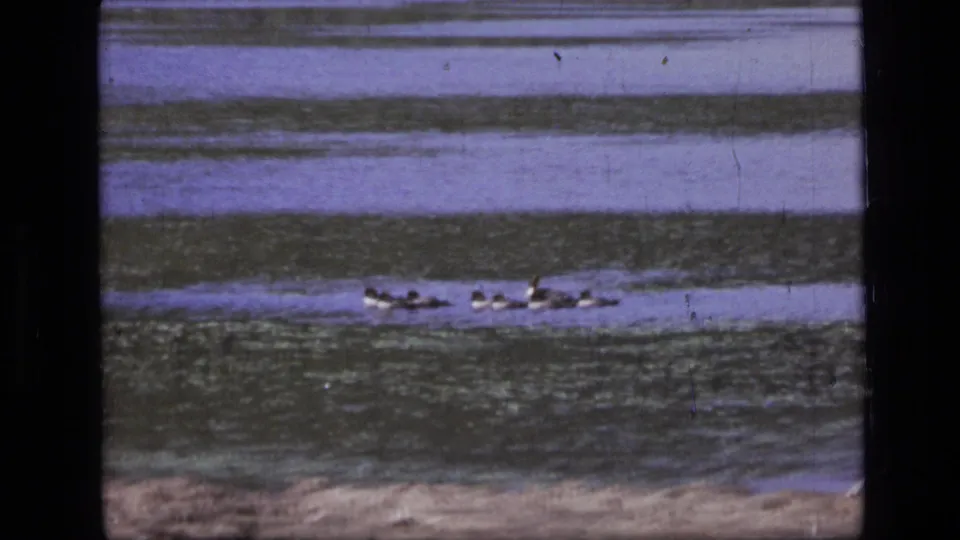Near the end of the 1973 Montana clip, ducks pass across the lower river frame amid visible grain, scratches, and subdued color shifts.