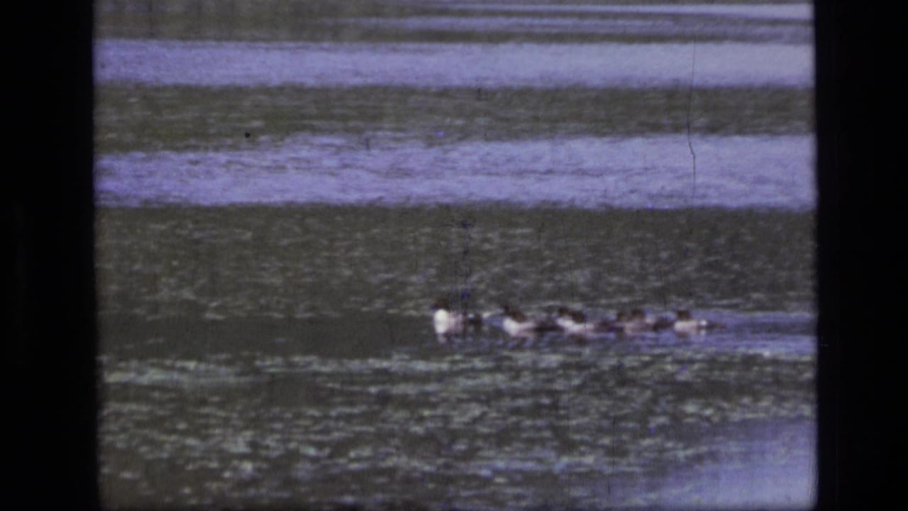 1973 Montana wilderness home-movie frame showing ducks moving across a lake, with soft grain and muted blue-green water.