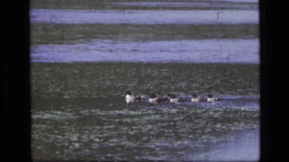 1973 Scapegoat Wilderness frame of ducks swimming across muted lake water, recorded in soft 8mm color.