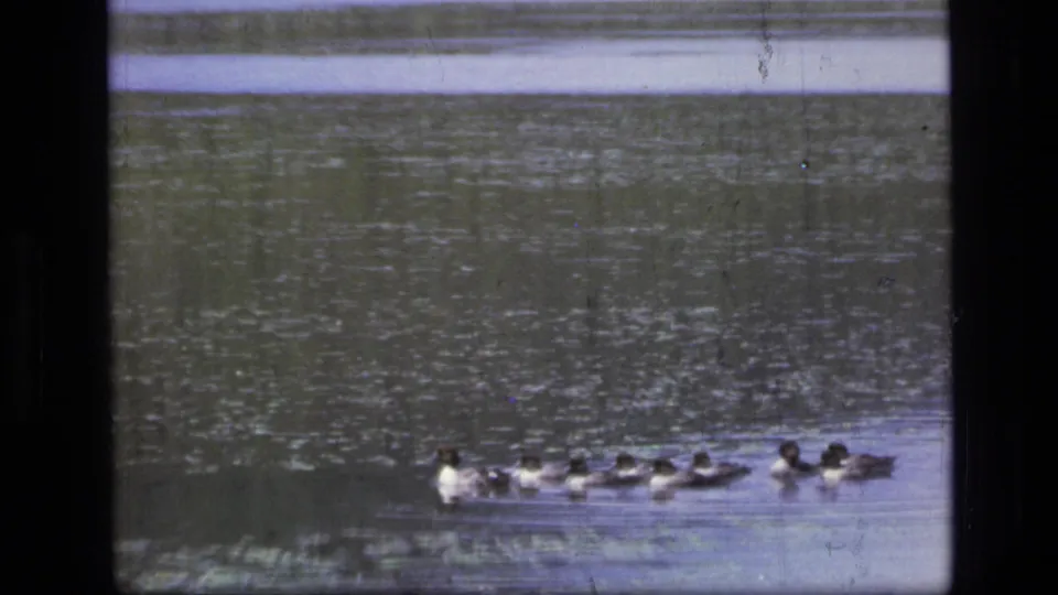 Vintage 8mm Montana lake frame with ducks near the lower edge, grainy water texture, and subdued color fading.