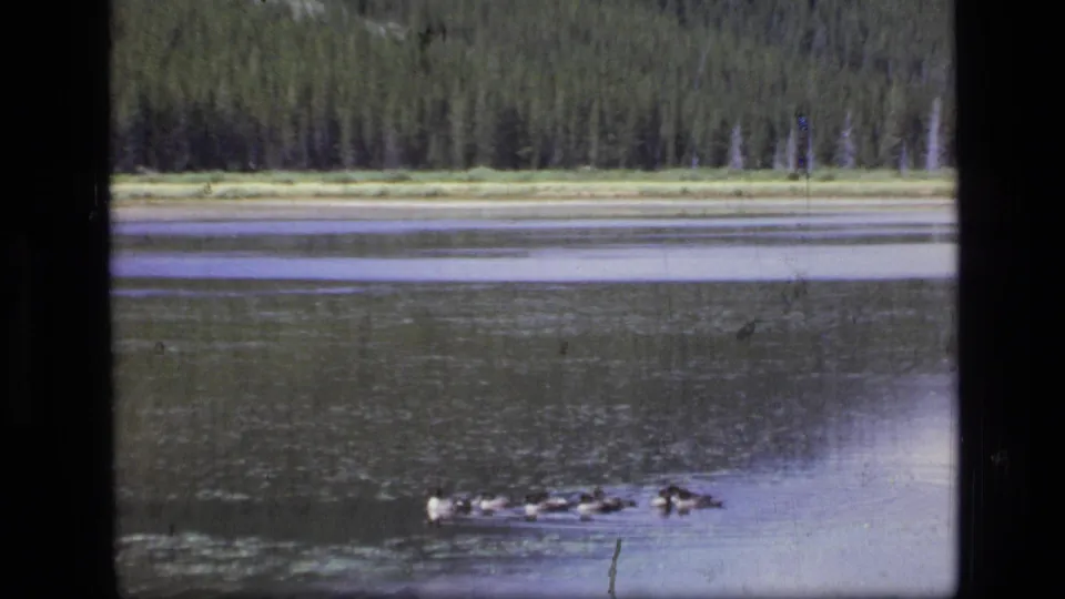 1973 Scapegoat Wilderness lake view with ducks in the foreground water and evergreen forest lining the distant shore.