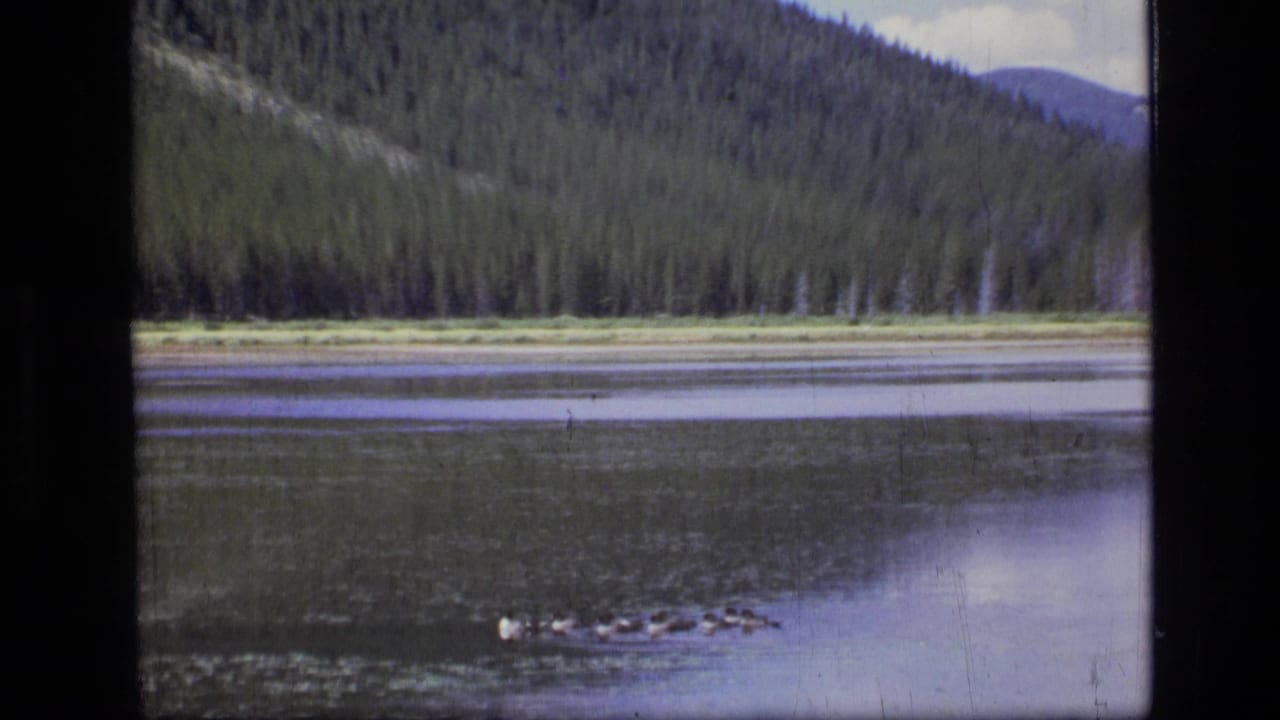 Ducks swimming on a calm mountain lake below forested slopes.