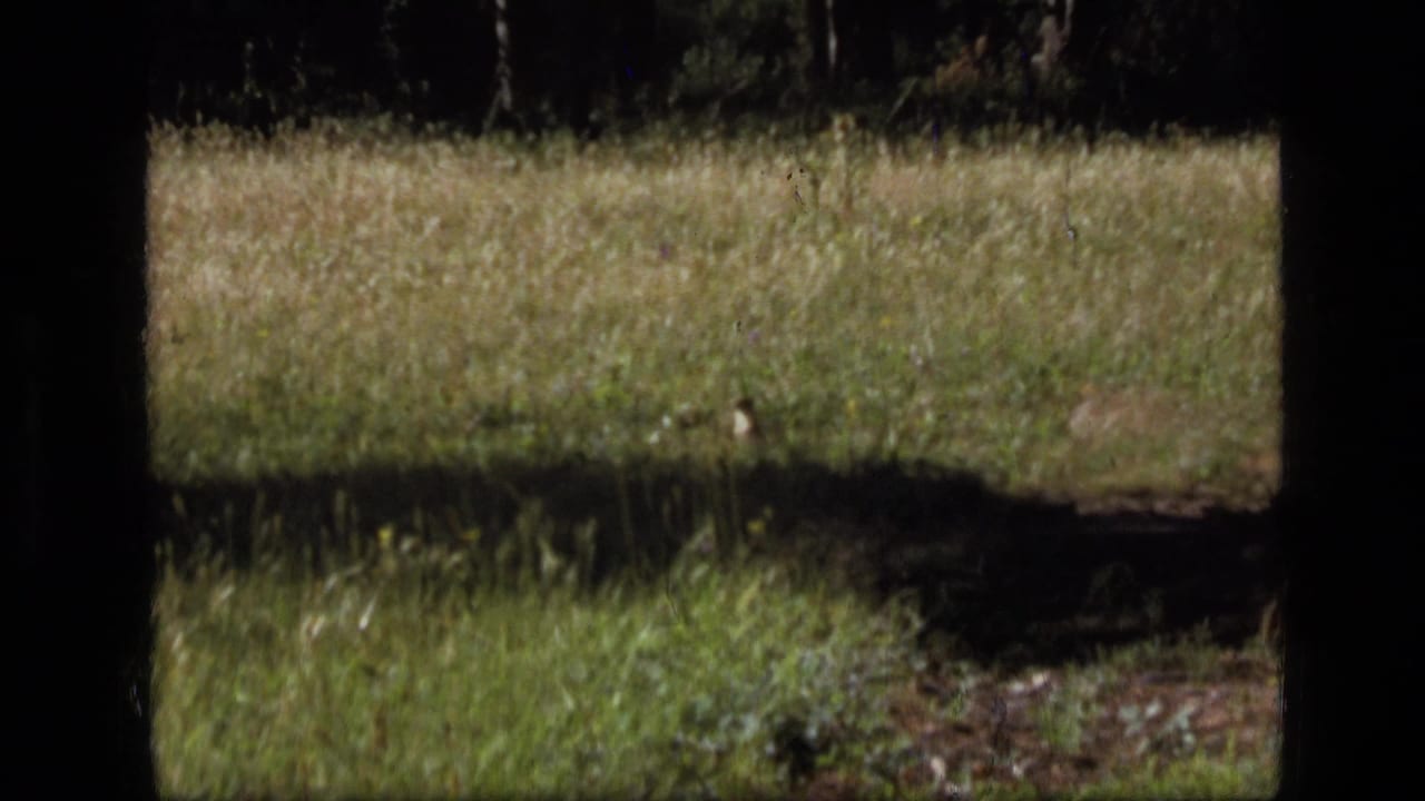 1973 Scapegoat Wilderness 8mm frame showing a grassy meadow with dark tree shadows and a small animal partly visible near the center.
