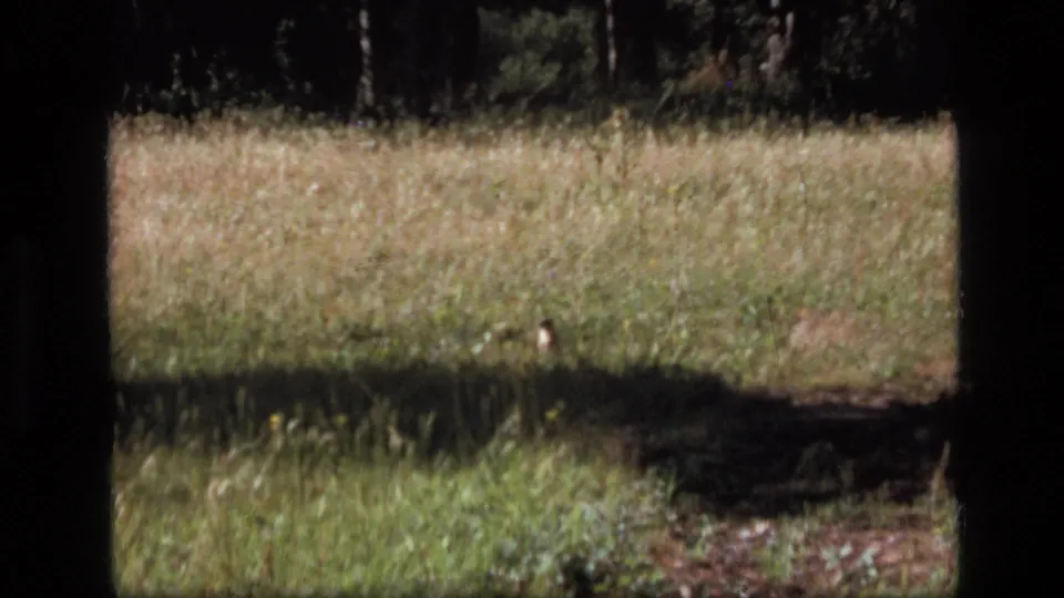 1973 Scapegoat Wilderness frame with a small animal in tall grass, backed by dark tree trunks and dappled shadow.