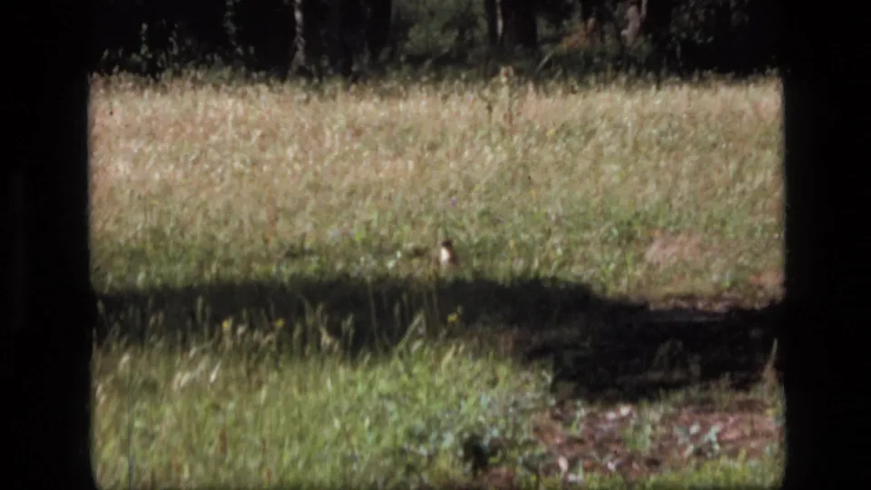 8mm Montana wilderness frame showing a small animal in a sunlit grassland with dark tree shadows crossing the foreground.