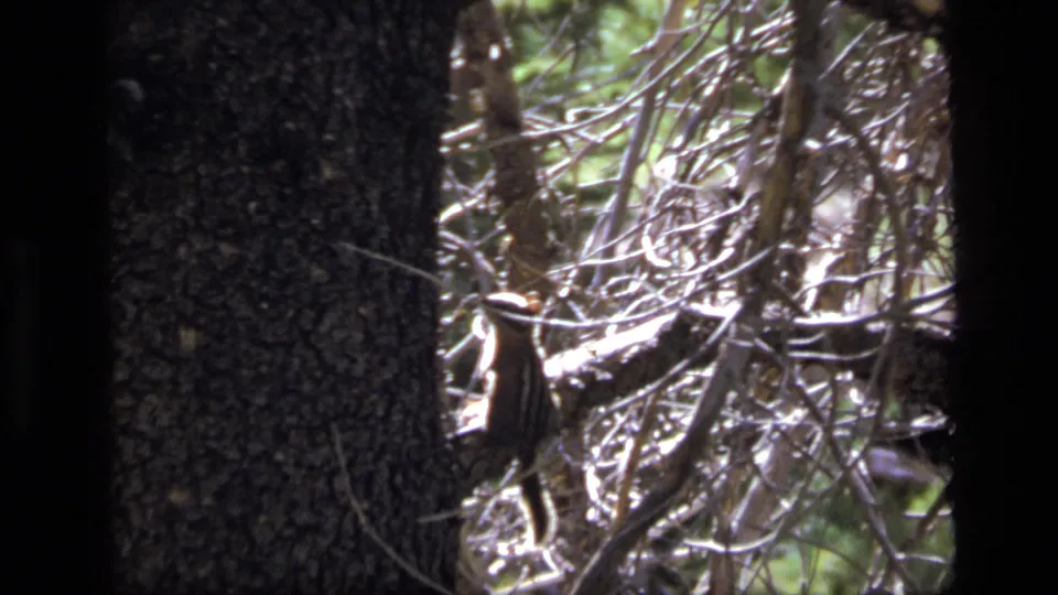 1973 Scapegoat Wilderness close frame of a striped chipmunk climbing beside rough bark, with sunlit branches and leaves behind it.