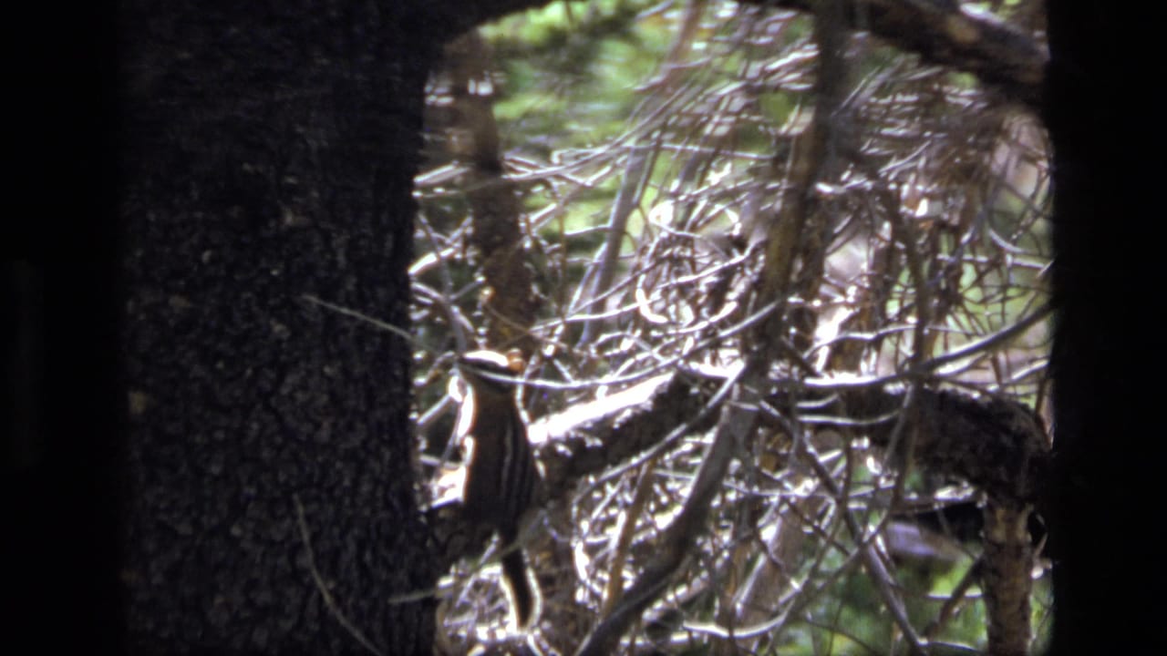 1973 8mm Scapegoat Wilderness frame showing a chipmunk on forest branches in dappled light.