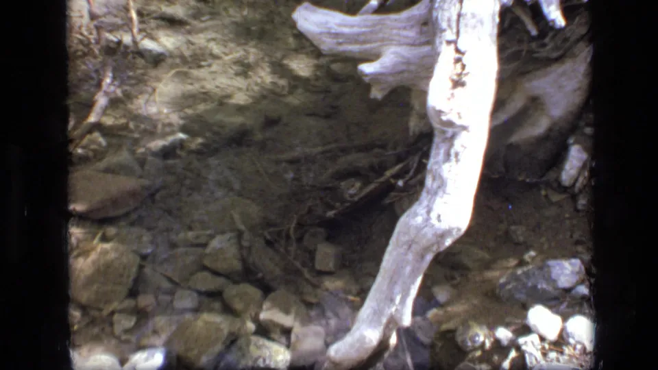 1973 Montana wilderness stream-bed view with stones, roots, and a pale fallen log near the water.