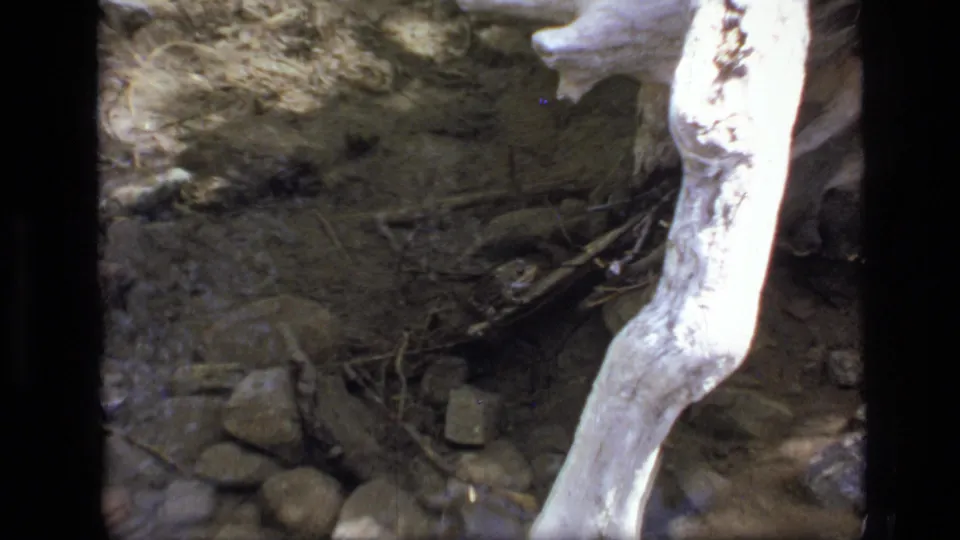 Close 8mm view of a weathered branch, stones, and shallow water in Scapegoat Wilderness, Montana.