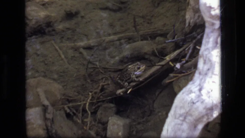 1973 wilderness stream-bed frame with a small frog partly camouflaged among rocks, twigs, and a pale log.