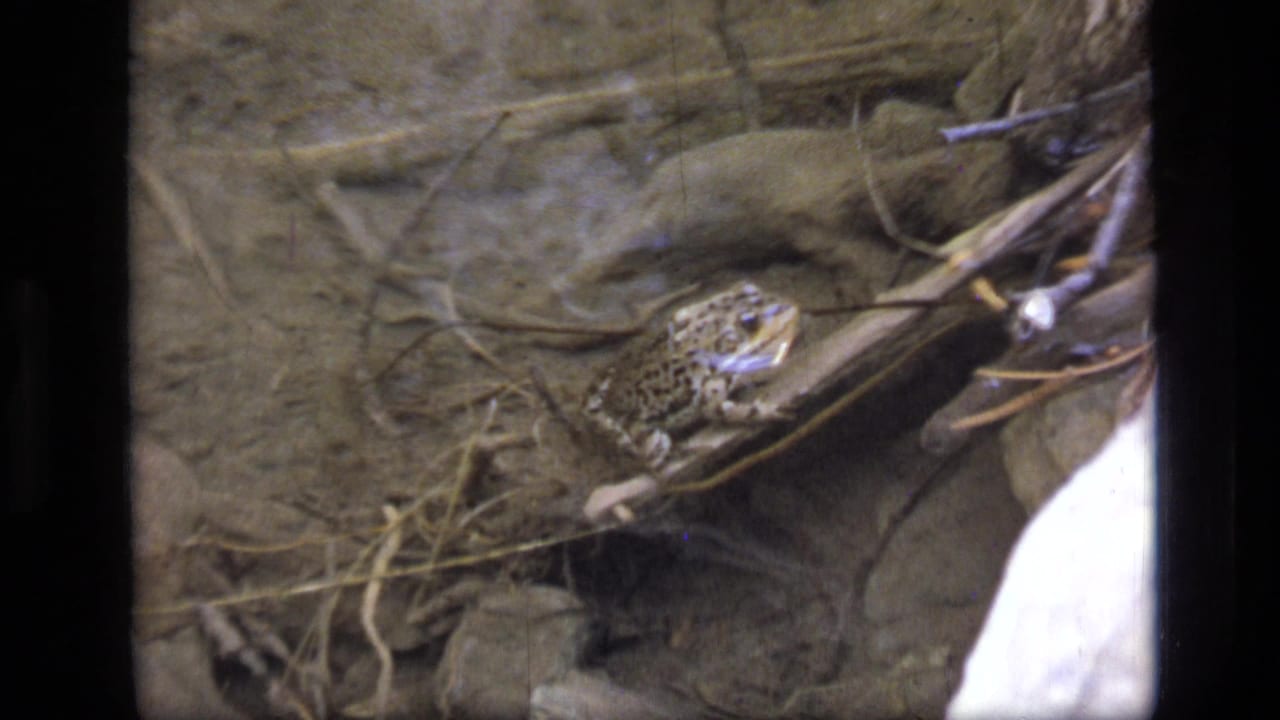 Spotted frog resting near roots and rocks beside shallow water.