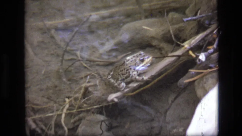 The frog remains near twigs and rocks along a shallow stream in the Montana wilderness footage from 1973.