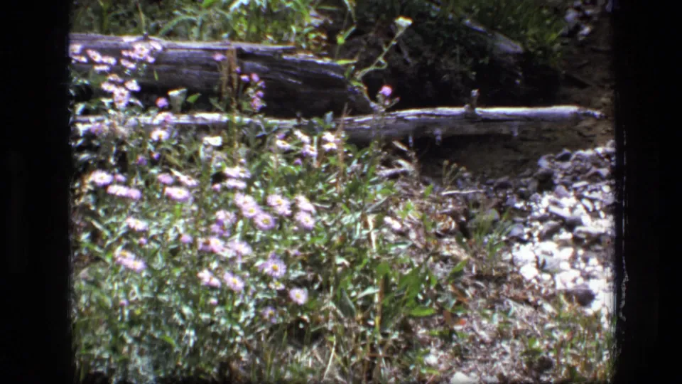 Purple and white wildflowers grow near grass, pale stones, and a fallen log in Scapegoat Wilderness, Montana.