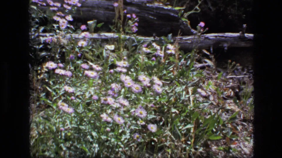 A cluster of small purple-white wildflowers and green grass fills the frame below a fallen log in the 1973 Montana nature clip.