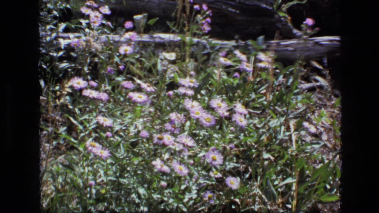 1973 8mm frame from Scapegoat Wilderness showing purple wildflowers, green meadow growth, and a weathered log in sun.