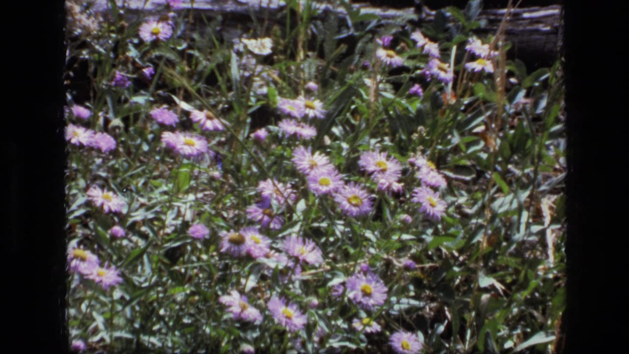 Cluster of purple wildflowers in grass with dark film border at the side.