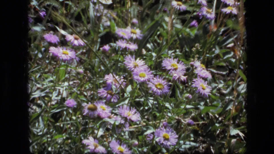 Close 8mm view of purple wildflowers and green plants in Scapegoat Wilderness, Montana, based on clip metadata.