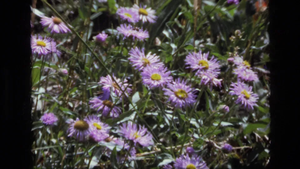 1973 8mm frame of a Montana meadow with purple wildflowers, yellow centers, and dense green growth.