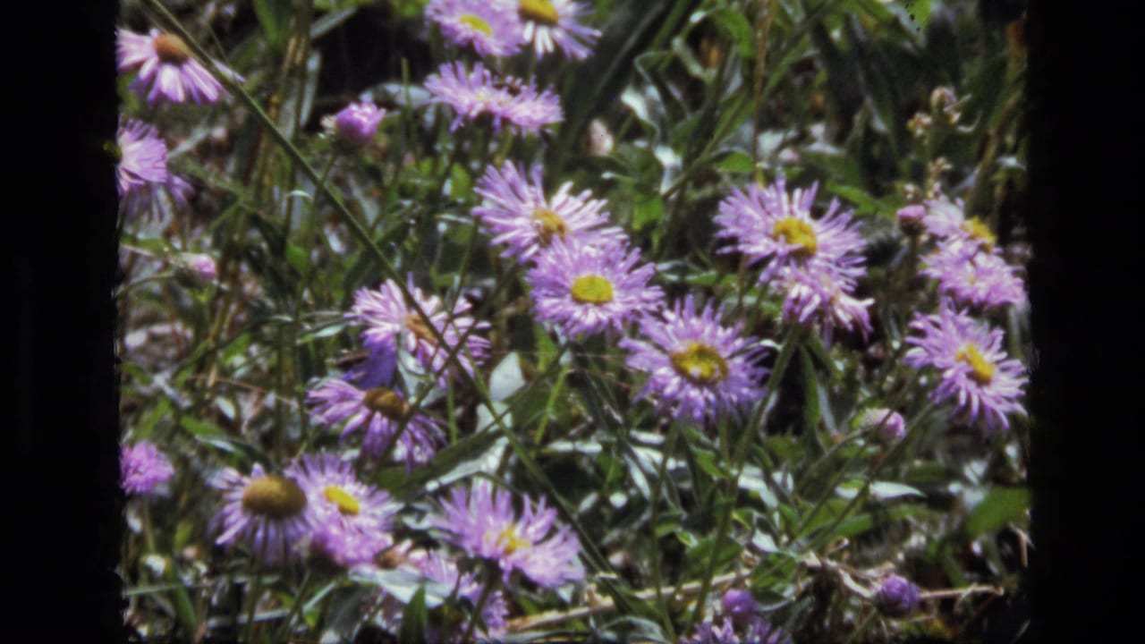 1973 8mm frame from Scapegoat Wilderness showing purple wildflowers clustered among green meadow foliage.