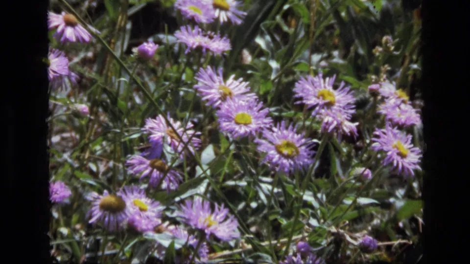 1973 8mm frame from Scapegoat Wilderness showing purple wildflowers clustered among green meadow foliage.