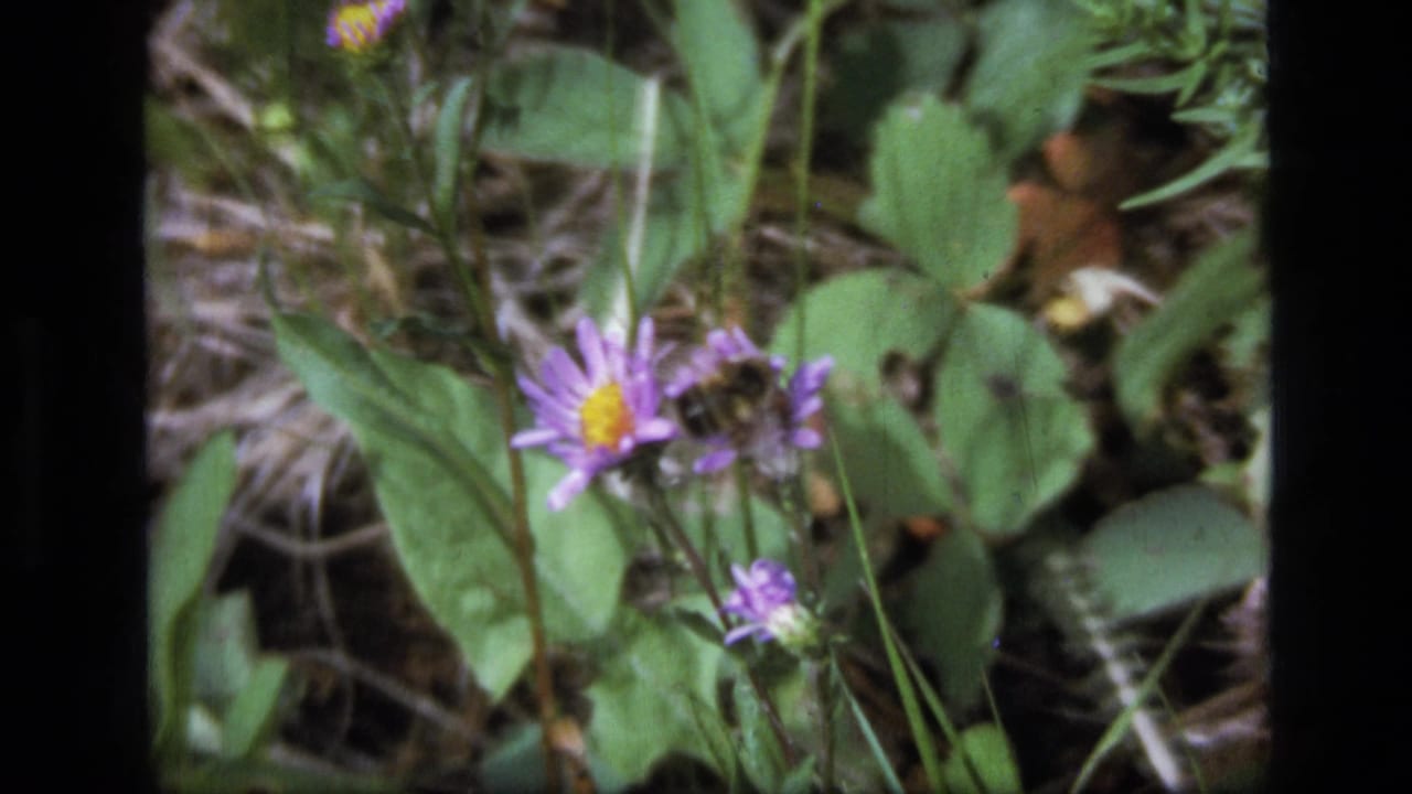 Single purple wildflower and broad green leaves in soft focus.