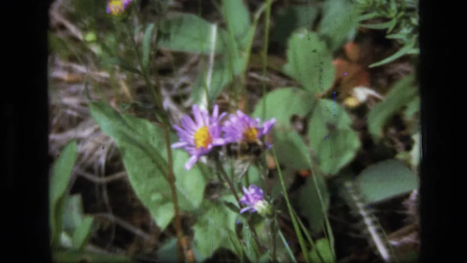1973 Montana 8mm frame showing purple wildflowers and green leaves within visible dark film borders.