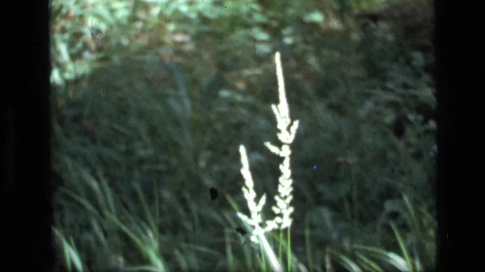 Soft 8mm frame from Scapegoat Wilderness with a bright pale plant stem against green meadow foliage.