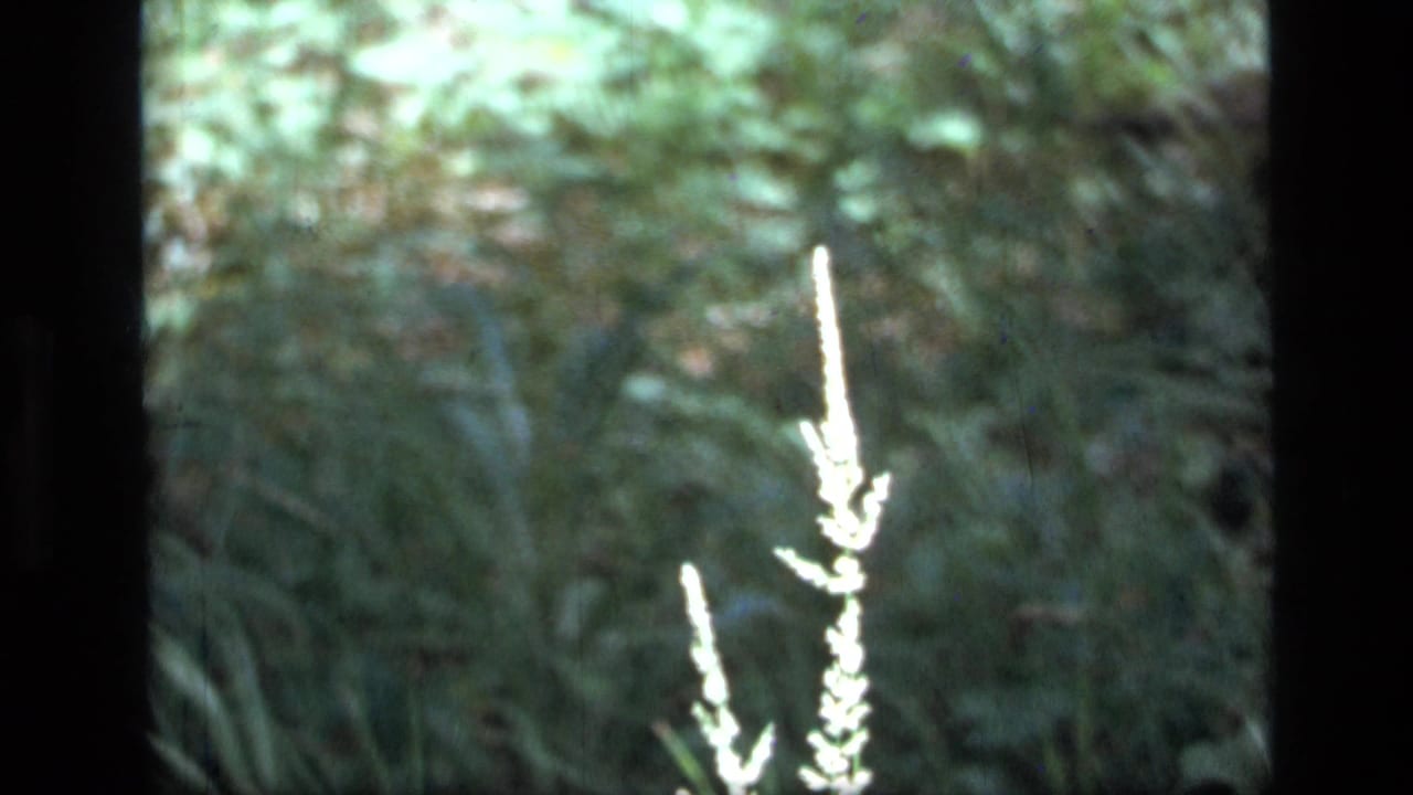 1973 Scapegoat Wilderness 8mm frame showing a pale upright plant against soft green forest undergrowth.