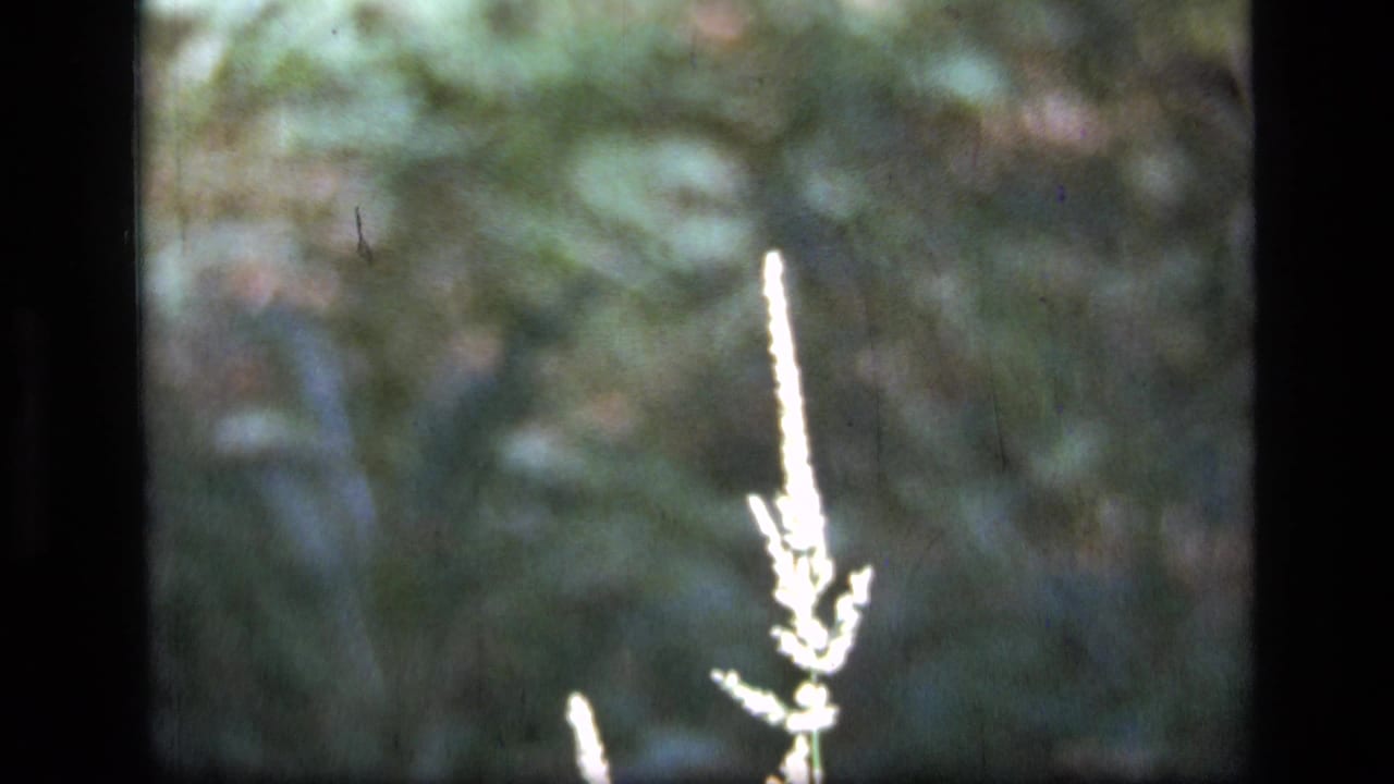 Bright plant tip near the center with soft green vegetation behind it.