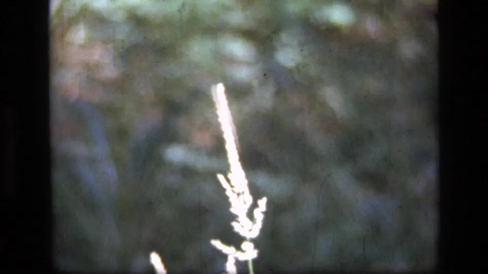 1973 Montana wilderness frame with a pale plant stem leaning in the breeze against grainy green foliage.