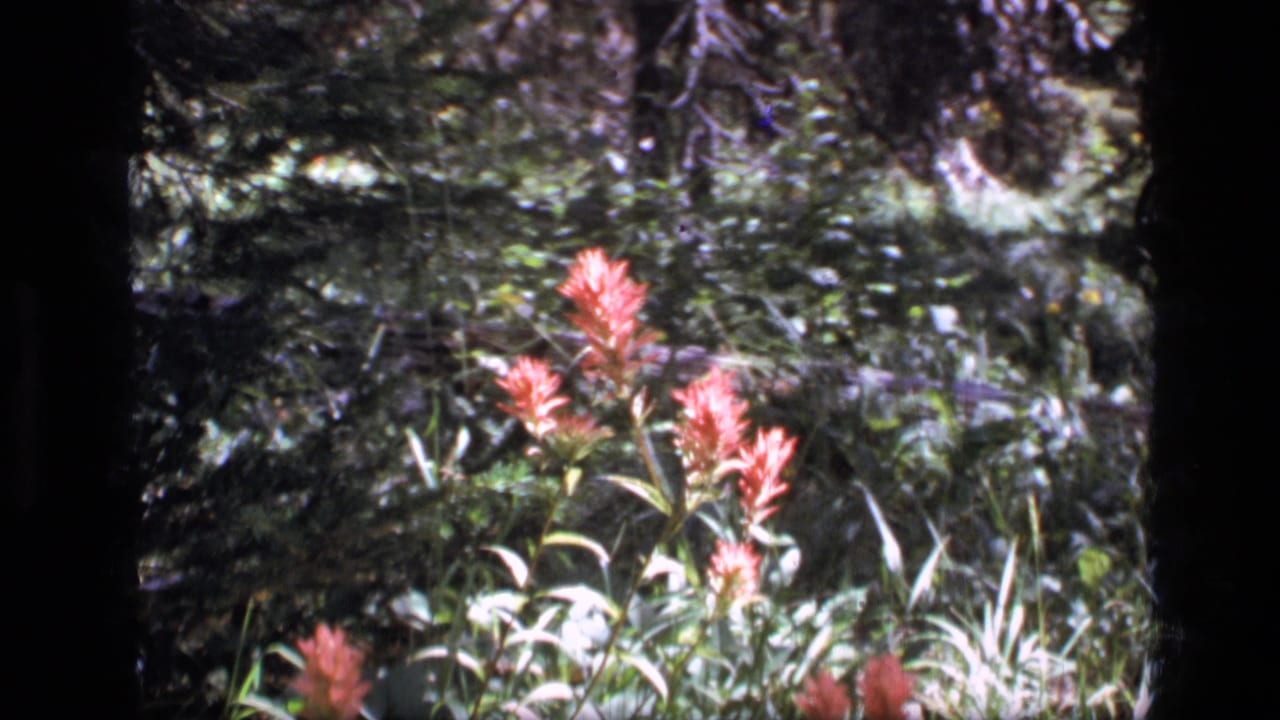 1973 8mm frame from Scapegoat Wilderness showing reddish pink wildflowers against green forest-floor vegetation.
