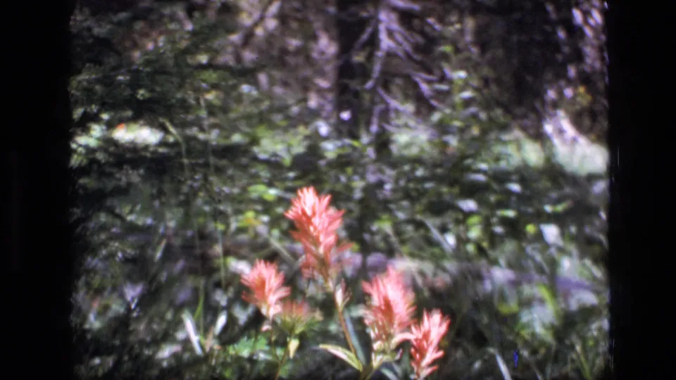 1973 Montana wilderness frame with reddish pink wildflowers on the right side and soft green forest vegetation behind them.