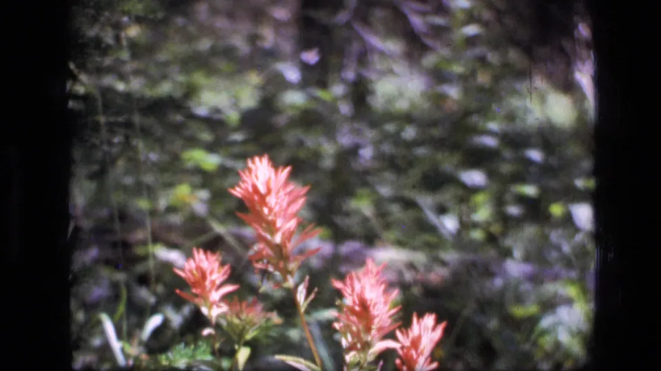 Closer 1973 8mm view of reddish pink wildflowers in Scapegoat Wilderness, surrounded by green leaves and shaded forest texture.
