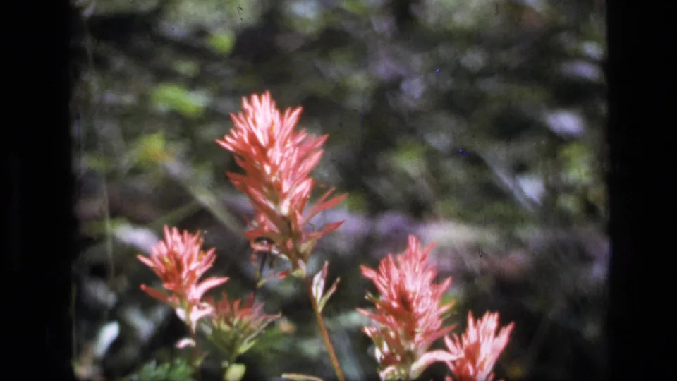 Close 1973 Montana 8mm frame showing several reddish pink wildflower spikes with green foliage and a blurred forest backdrop.