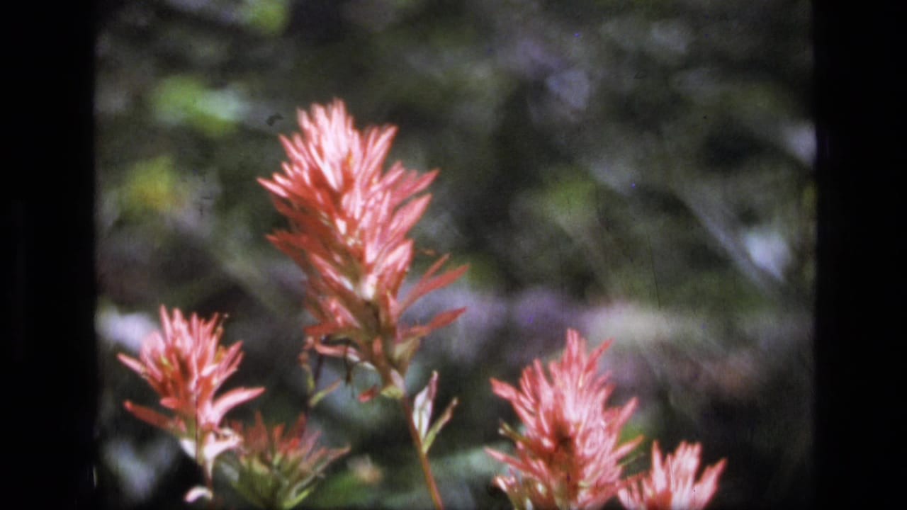 1973 8mm Montana wilderness frame showing red spiky wildflowers in shallow focus with green foliage behind them.