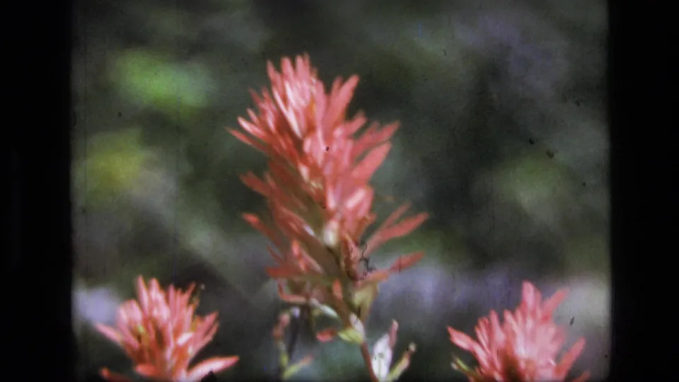 Close 8mm view of a tall red wildflower cluster in Scapegoat Wilderness, Montana, with smaller red blossoms and soft foliage behind.