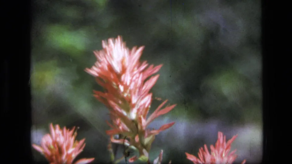 Vintage 8mm frame of red wildflowers swaying before a softly blurred green forest setting in Montana.