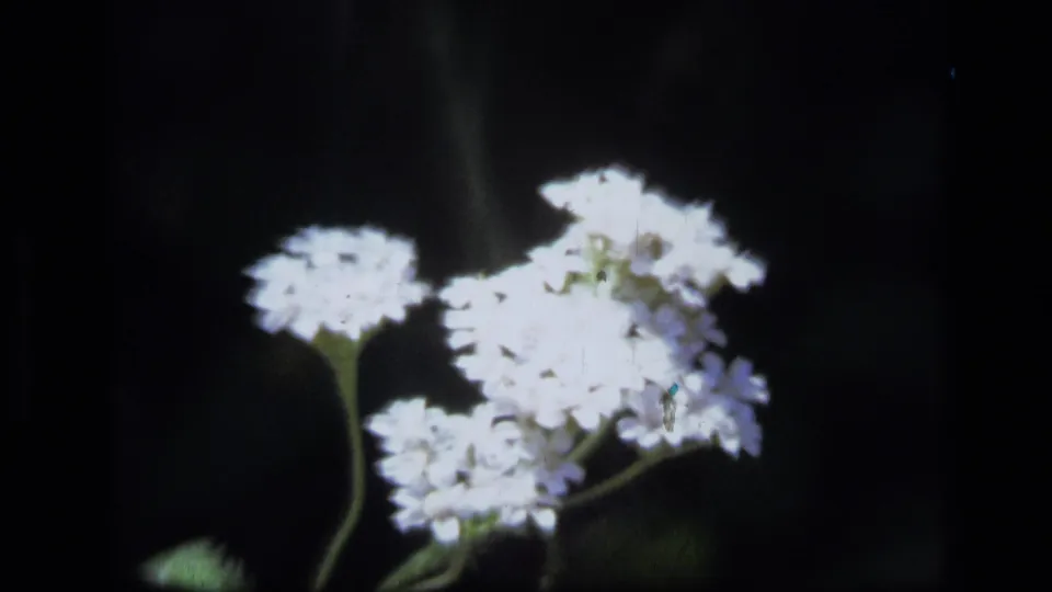 1973 8mm Montana wilderness frame showing small white flower clusters on thin stems against a dark, softly focused background.