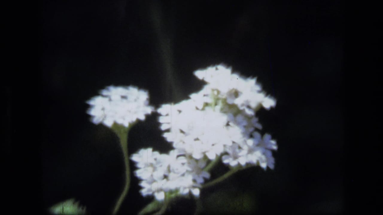 White wildflower clusters against a dark background with visible 8mm film grain.