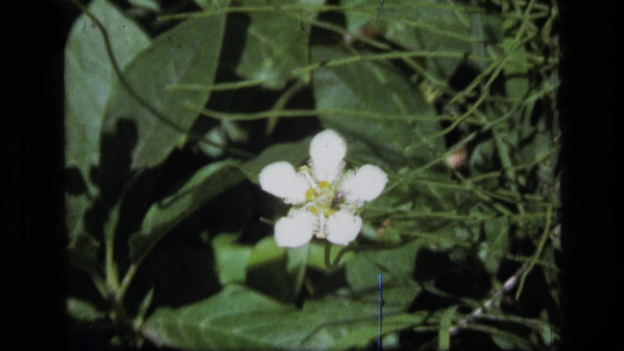 Single white flower with yellow center among green leaves and thin vines.