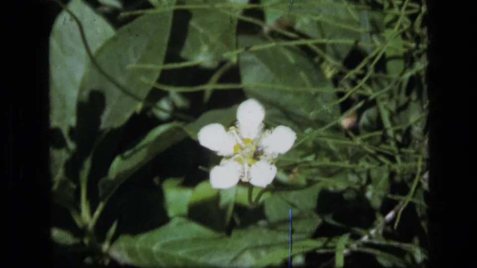 Single white wildflower with a yellow center among green leaves and vines, filmed in Montana wilderness on 8mm in 1973.