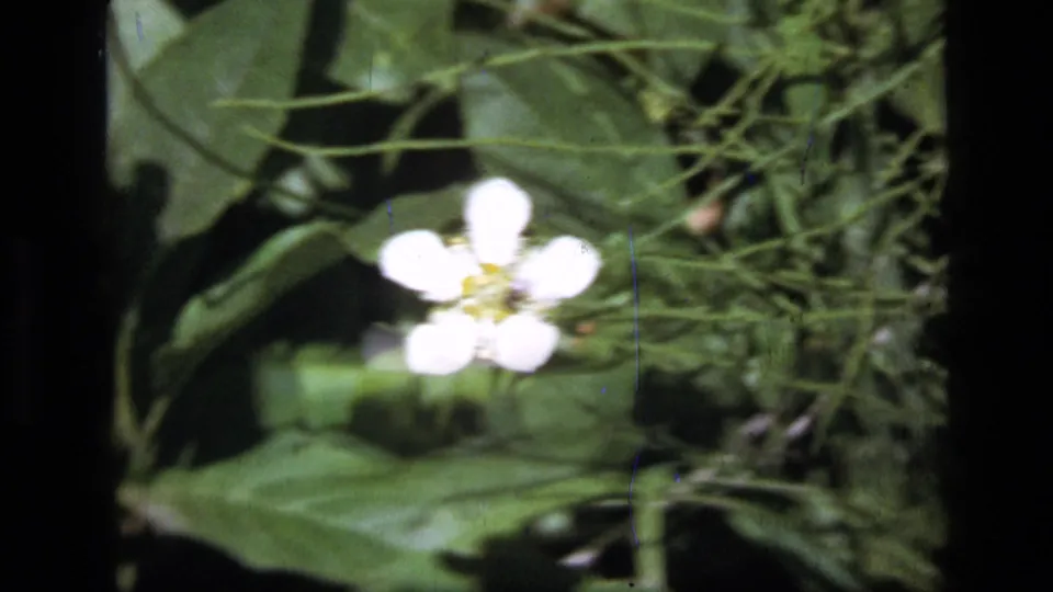 Soft-focused 1973 8mm view of a white wildflower surrounded by dense green foliage in Scapegoat Wilderness, Montana.